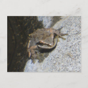 Carte postale de grenouille
