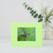 Carte postale de grenouille (Debout devant)