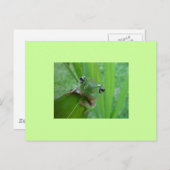 Carte postale de grenouille (Devant / Derrière)