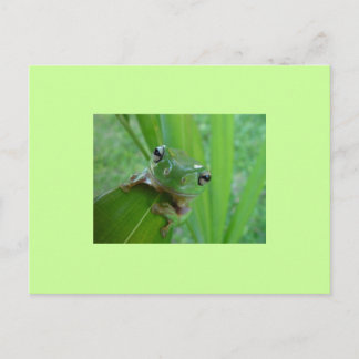 Carte postale de grenouille