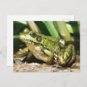 Carte postale de grenouille (Devant / Derrière)