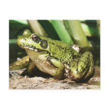 Carte postale de grenouille