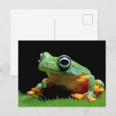 Carte postale de grenouille (Devant / Derrière)