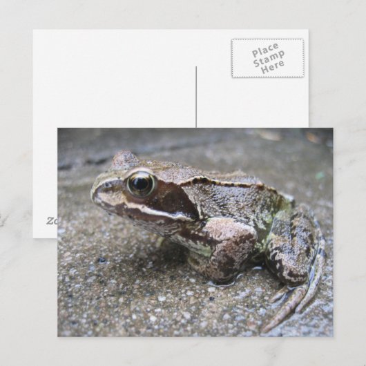 Carte postale de grenouille (Devant / Derrière)
