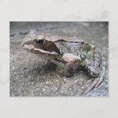 Carte postale de grenouille (Devant)