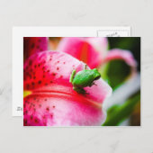 Carte postale de grenouille arborescente (Devant / Derrière)