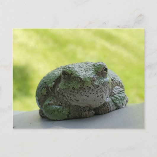 Carte postale de grenouille arborescente (Devant)