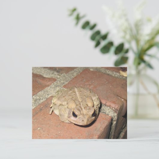 Carte postale de grenouille de crapaud (Debout devant)