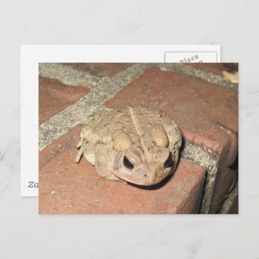 Carte postale de grenouille de crapaud (Devant / Derrière)