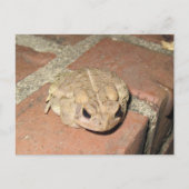 Carte postale de grenouille de crapaud (Devant)