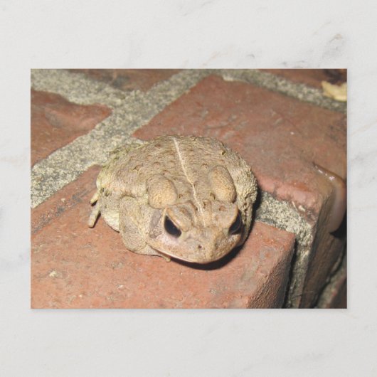Carte postale de grenouille de crapaud (Devant)
