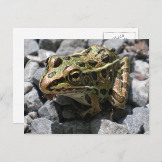 Carte postale de grenouille léopard (Devant / Derrière)