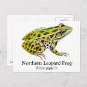 Carte postale de grenouille léopard du Nord (Devant / Derrière)