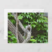 Carte postale de Grey Squirel Nature (Devant / Derrière)