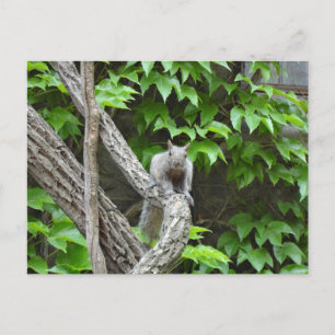 Carte postale de Grey Squirel Nature