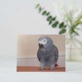 Carte postale de gris d'Afrique (Debout devant)