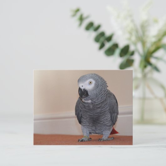 Carte postale de gris d'Afrique (Debout devant)