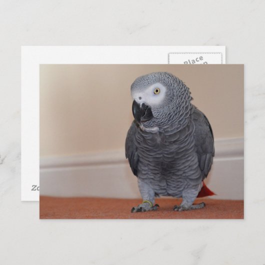 Carte postale de gris d'Afrique (Devant / Derrière)