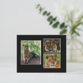 carte postale de gros chats (Debout devant)