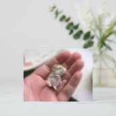 Carte postale de hamster de Roborovski de bébé (Debout devant)