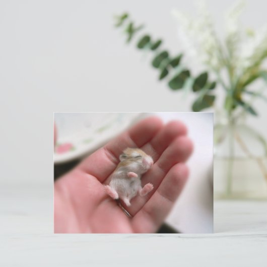 Carte postale de hamster de Roborovski de bébé (Debout devant)