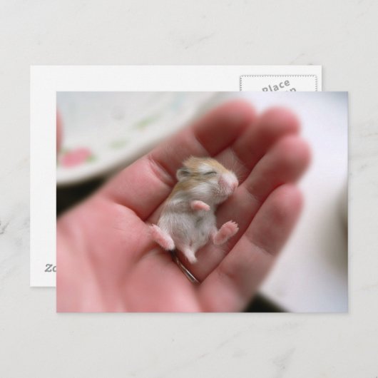 Carte postale de hamster de Roborovski de bébé (Devant / Derrière)