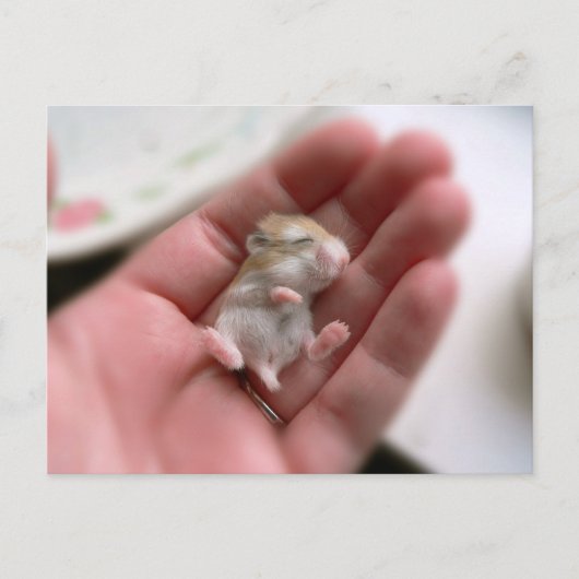 Carte postale de hamster de Roborovski de bébé (Devant)