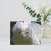 Carte postale de Harfang des neiges (Debout devant)