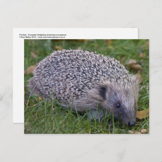 Carte postale de hérisson (Devant / Derrière)