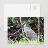 Carte postale de héros de nuit à couronne jaune (Devant / Derrière)