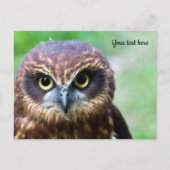 Carte postale de hibou (Devant)