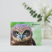 Carte postale de hibou (Debout devant)