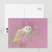 Carte postale de hibou (Devant / Derrière)