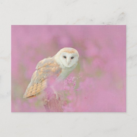 Carte postale de hibou (Devant)