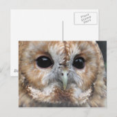 Carte postale de hibou tawny (Devant / Derrière)