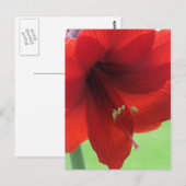 Carte postale de jardin de fleurs d'Amaryllis roug (Devant / Derrière)