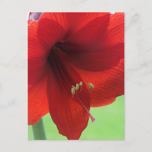Carte postale de jardin de fleurs d'Amaryllis roug (Devant)
