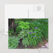Carte postale de jardin d'hostas avec fleurs viole (Devant / Derrière)