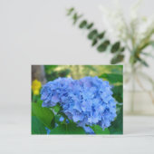 Carte postale de jardin floral d'été Hydrangea ble (Debout devant)