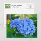 Carte postale de jardin floral d'été Hydrangea ble (Devant / Derrière)