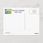 Carte postale de jardin floral d'été Hydrangea ble (Dos)