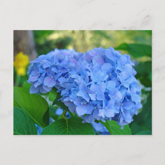 Carte postale de jardin floral d'été Hydrangea ble (Devant)