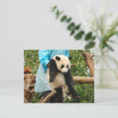 Carte postale de jeune panda géant (Debout devant)