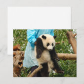Carte postale de jeune panda géant (Devant / Derrière)