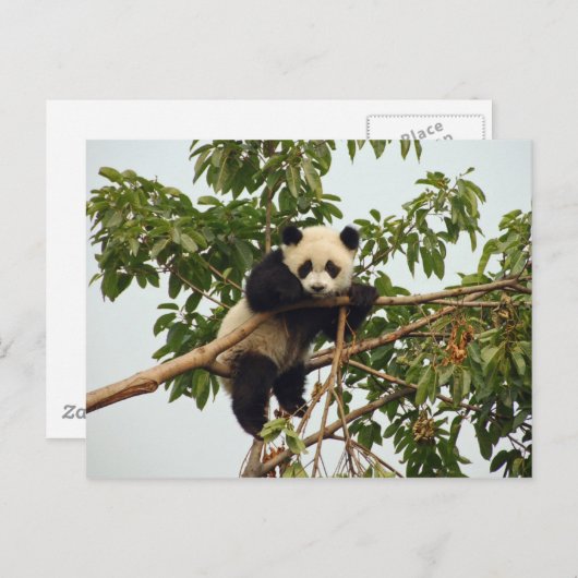 Carte postale de jeune panda géant (Devant / Derrière)