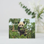 Carte postale de jeune panda géant (Debout devant)