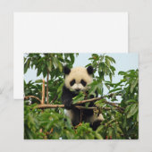 Carte postale de jeune panda géant (Devant / Derrière)