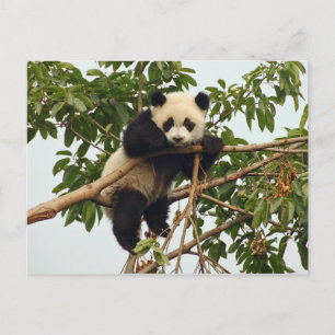 Carte postale de jeune panda géant