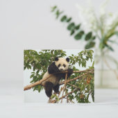 Carte postale de jeune panda géant (Debout devant)