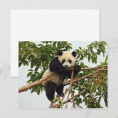 Carte postale de jeune panda géant (Devant / Derrière)